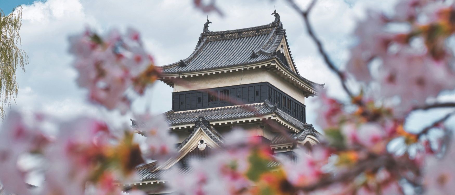 fioritura ciliegi giappone