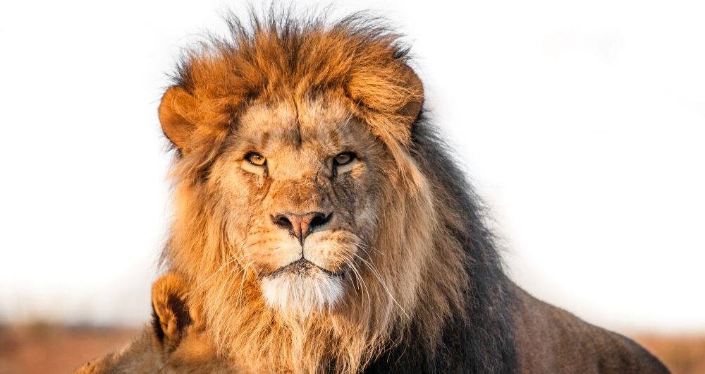 parco nazionale del serengeti