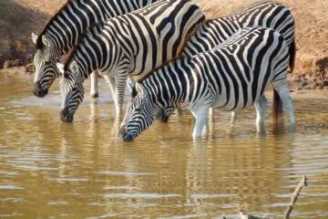 tour voyager south africa