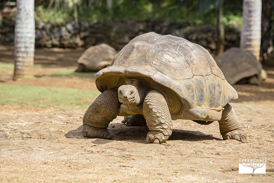 Giant turtles, dipsochelys gigantea in island Mauritius mauritius-escursioni