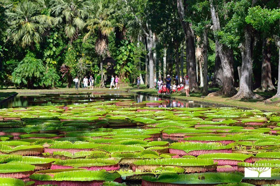 Pamplemousess botanical Gardens in Mauritius mauritius-escursioni