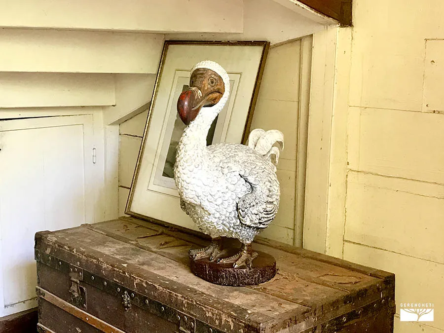 IMG_3365 mauritius-escursioni