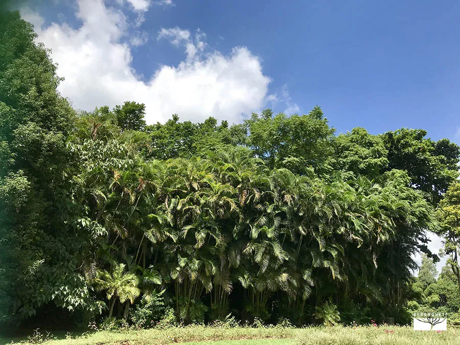 IMG_3392 mauritius-escursioni