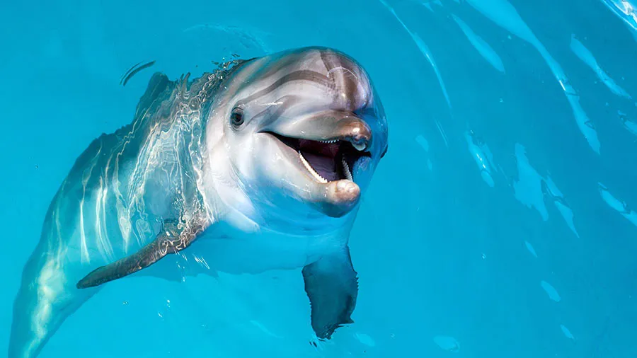 Dolphin portrait while looking at you with open mouth escursioni-da-Grand-Bahama