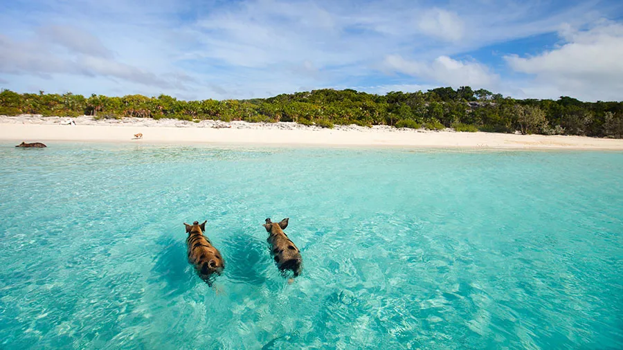 Swimming pigs of Exumas escursioni-da-Grand-Bahama