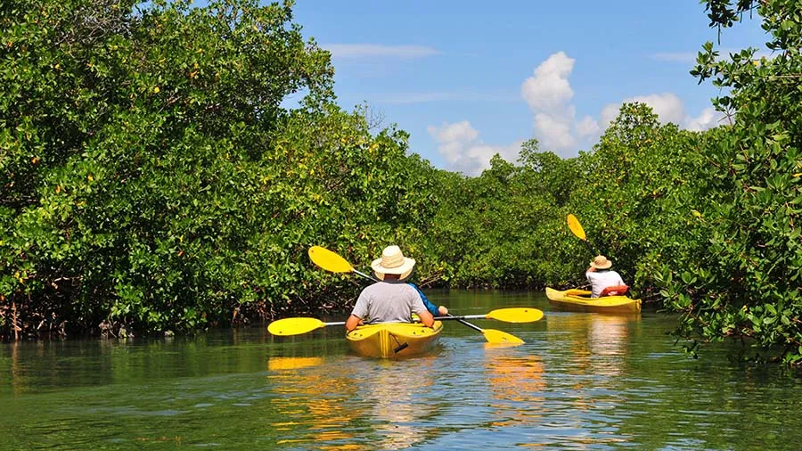 canoé dans la mangrove Bahamas Bahamas