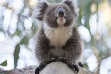 tour-voyager-koala