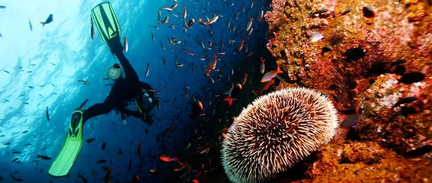 snorkeling