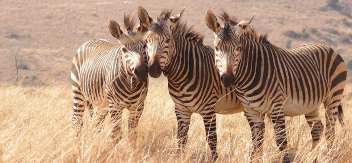 viaggio di nozze sudafrica