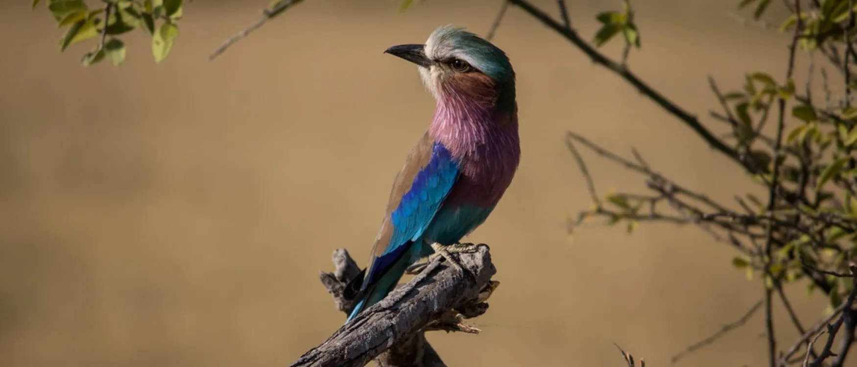 Chobe