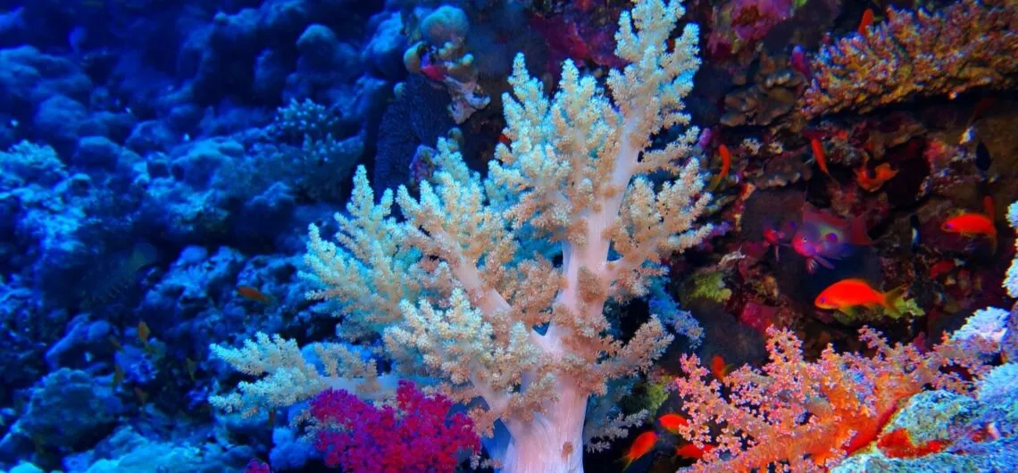 escursioni da sharm el sheikh