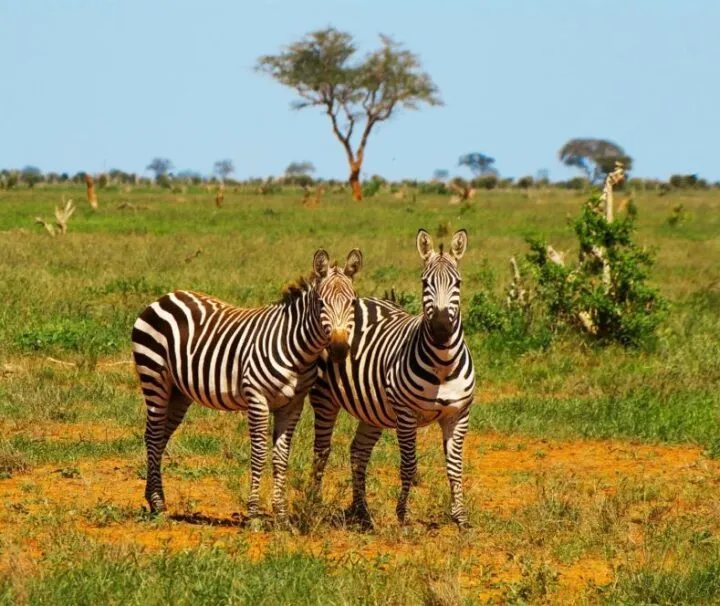 safari kenya