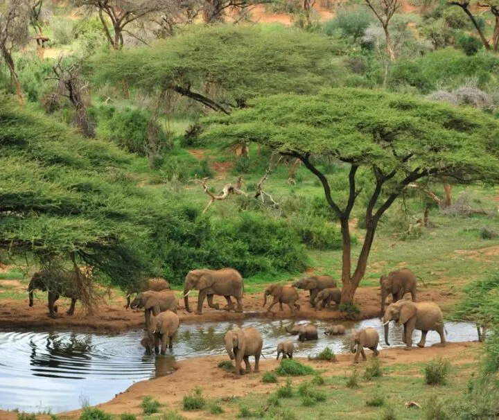 safari in kenya