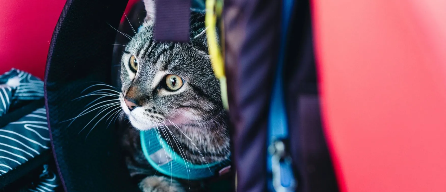 gatti in aereo