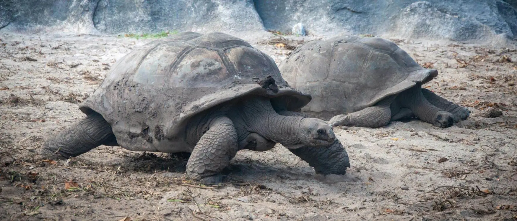viaggio alle seychelles tartarughe giganti