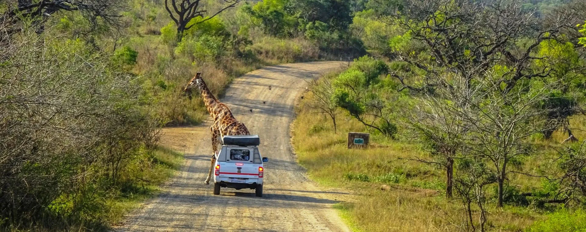 Safari con bambini