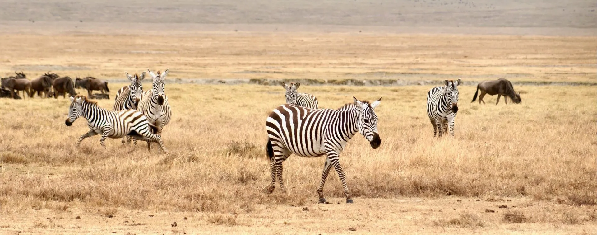 safari con bambini